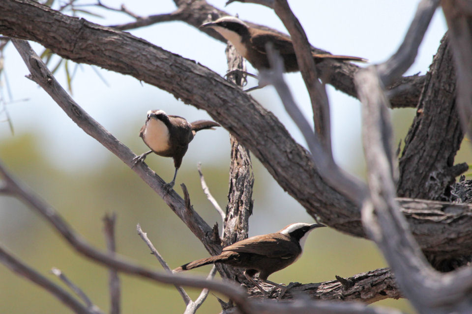 Hall's Babbler (Pomatostomus halli)